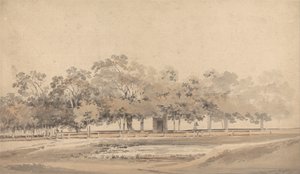 Bomen in Hyde Park, Londen